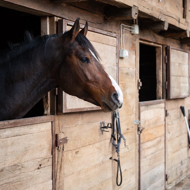 Cheval marron avec une liste blanche sur le chanfrein, regardant curieusement par la fenêtre d'une écurie en bois rustique.