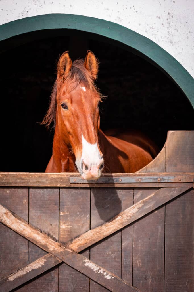Regard Curieux d'un Cheval Marron en Écurie Bois Cheval marron curieux avec flamme blanche, observant depuis une porte d'écurie en bois sombre sous une arche verte.